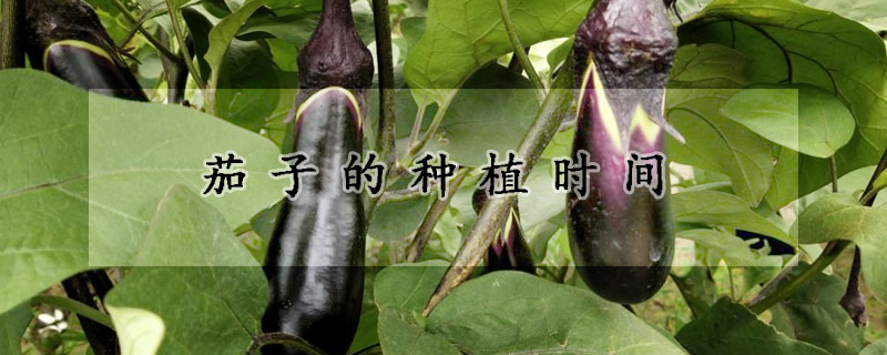 茄子的種植時(shí)間