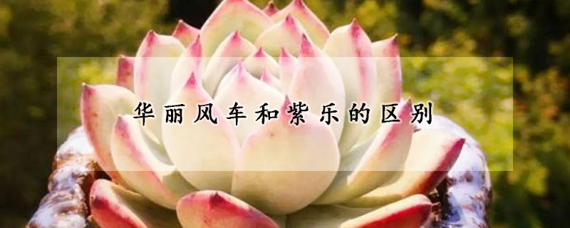 華麗風(fēng)車(chē)和紫樂(lè)的區(qū)別