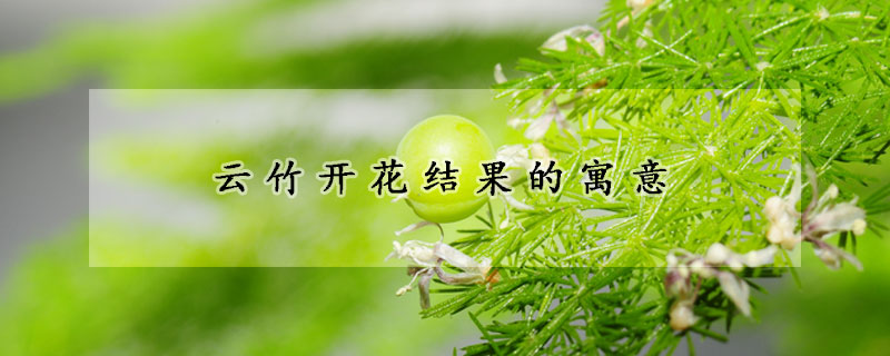 云竹開花結(jié)果的寓意