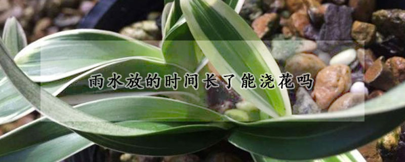 雨水放的時間長了能澆花嗎