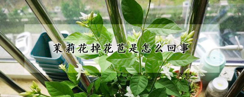 茉莉花掉花苞是怎么回事