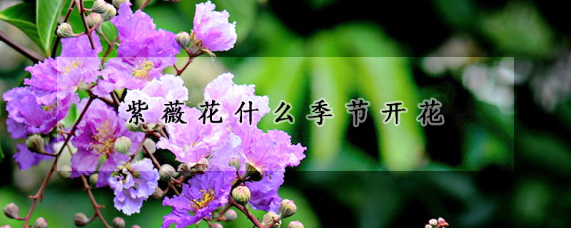 紫薇花什么季節開花