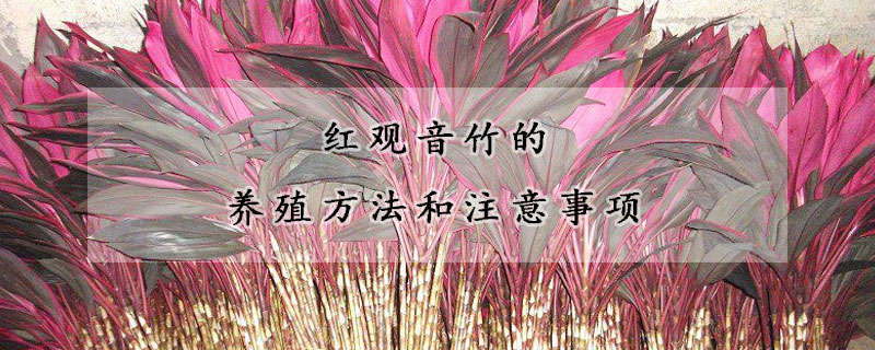 紅觀音竹的養(yǎng)殖方法和注意事項(xiàng)