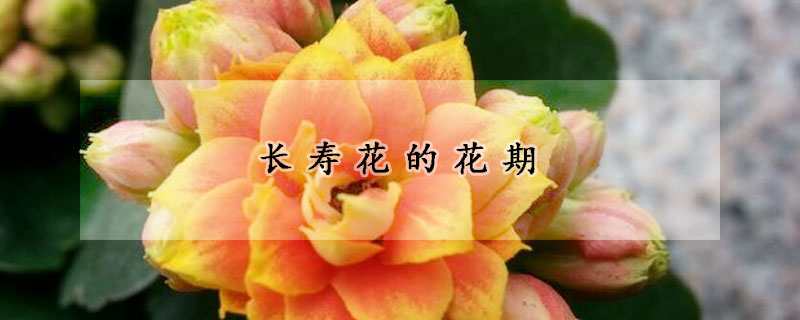 長壽花的花期