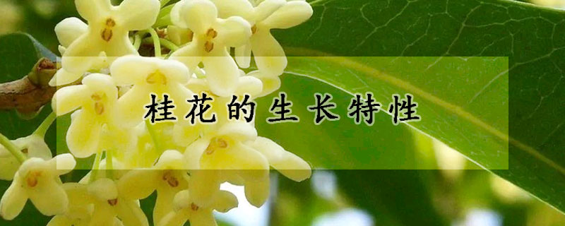 桂花的生長(zhǎng)特性