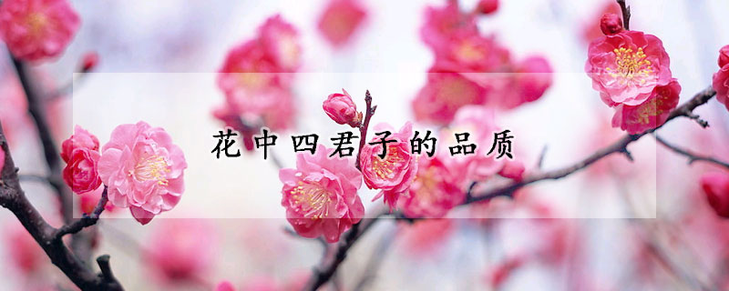 花中四君子的品質(zhì)