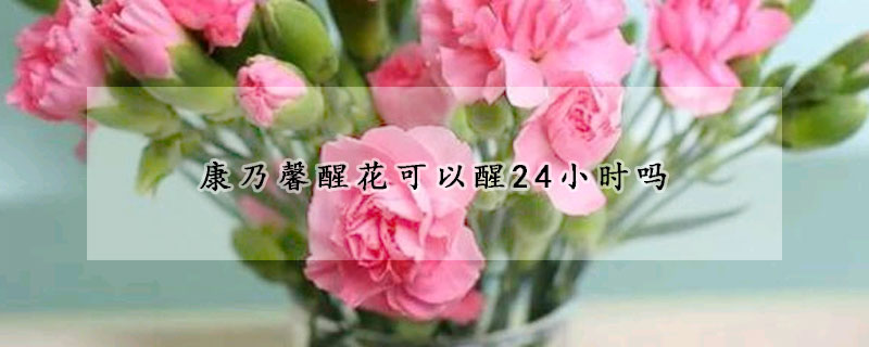 康乃馨醒花可以醒24小時(shí)嗎