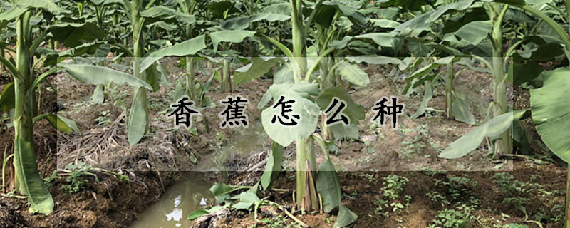 香蕉怎么種