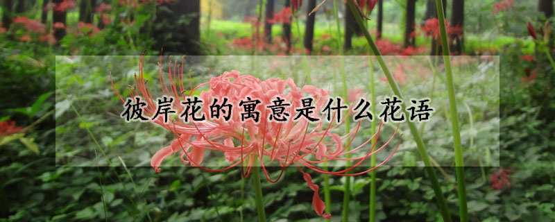 彼岸花的寓意是什么花語(yǔ)