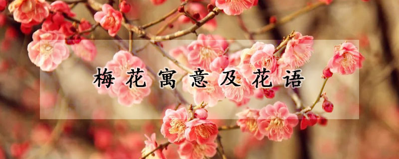 梅花寓意及花語(yǔ)