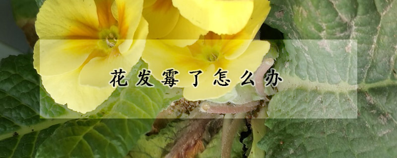 花發(fā)霉了怎么辦