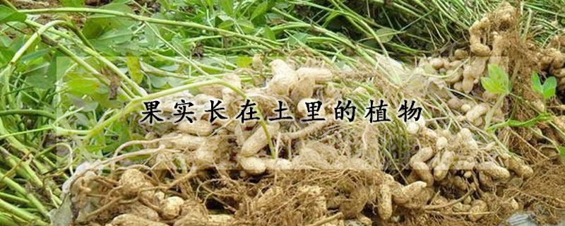 果實長在土里的植物