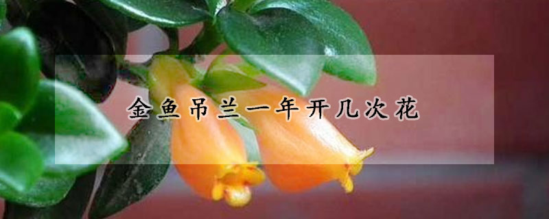 金魚吊蘭一年開幾次花