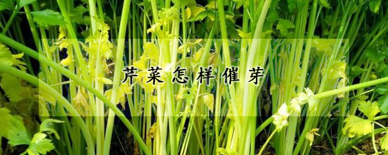 芹菜怎樣催芽