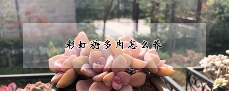 彩虹糖多肉怎么養(yǎng)