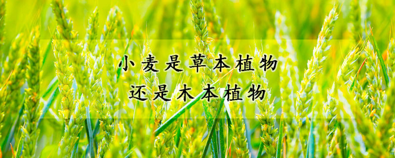 小麥?zhǔn)遣荼局参镞€是木本植物