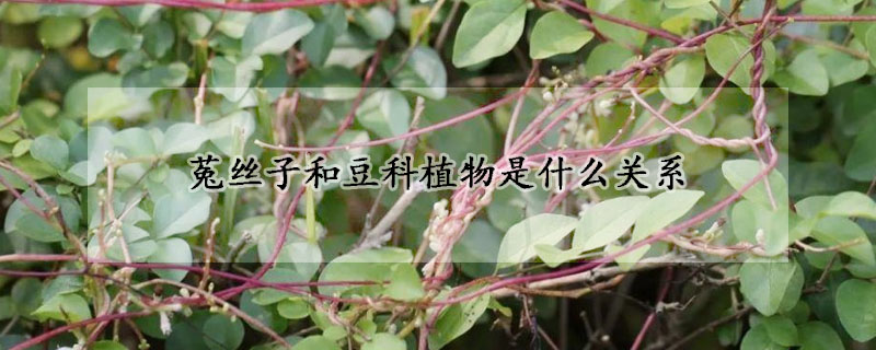 菟絲子和豆科植物是什么關系