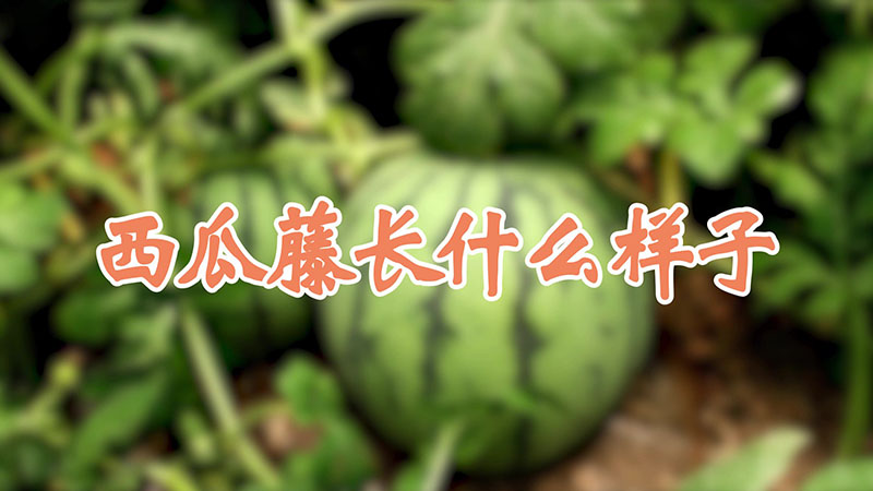 西瓜藤長(zhǎng)什么樣子