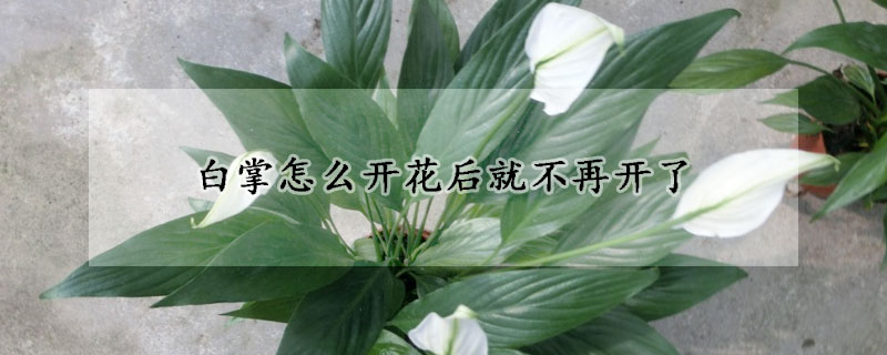 白掌怎么開花后就不再開了