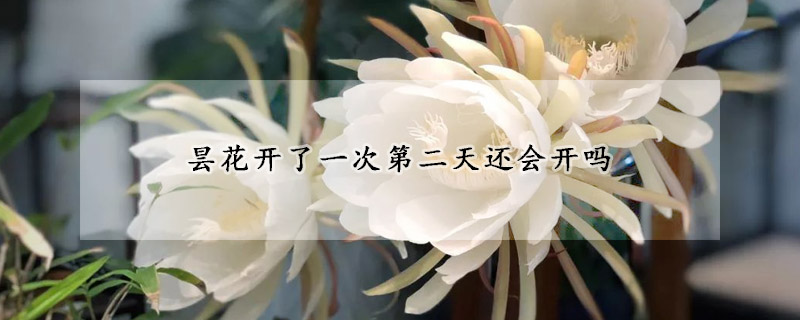 曇花開(kāi)了一次第二天還會(huì)開(kāi)嗎