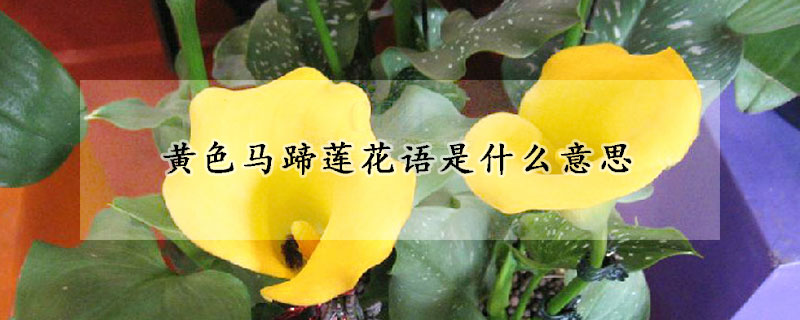 黃色馬蹄蓮花語(yǔ)是什么意思