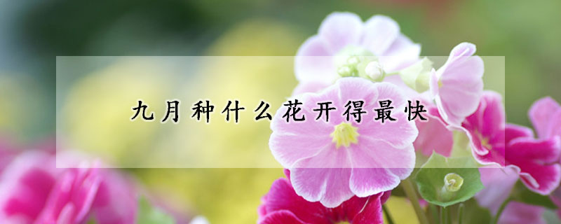 九月種什么花開得最快