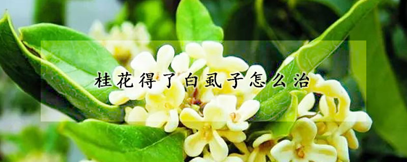 桂花得了白虱子怎么治