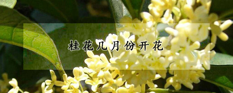 桂花幾月份開花