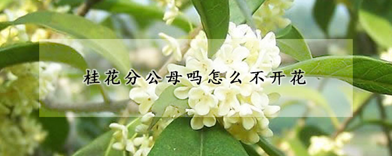 桂花分公母嗎怎么不開花