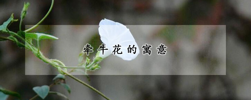 牽牛花的寓意