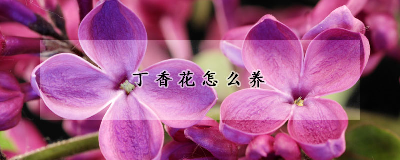 丁香花怎么養(yǎng)