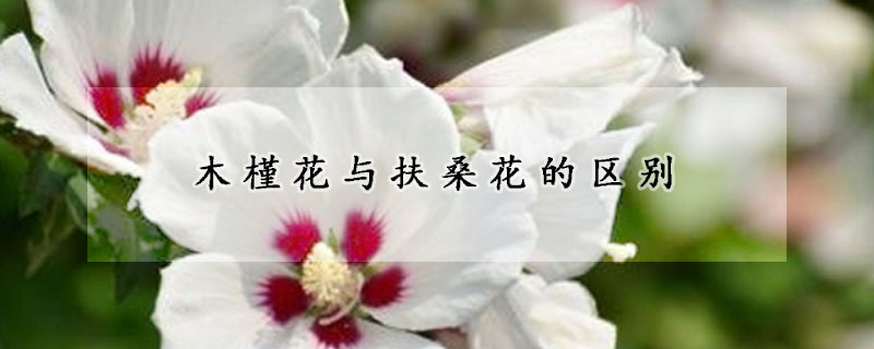 木槿花與扶桑花的區(qū)別