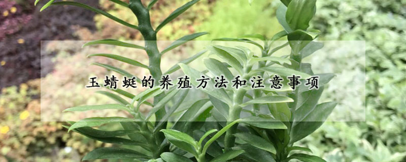 玉蜻蜓的養(yǎng)殖方法和注意事項(xiàng)