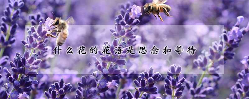 什么花的花語是思念和等待