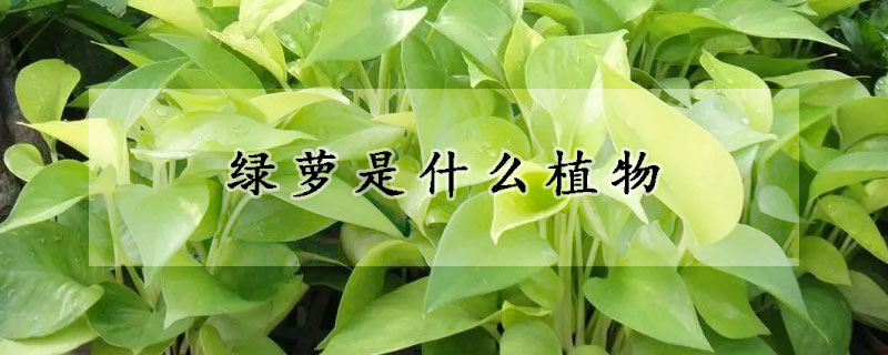 綠蘿是什么植物