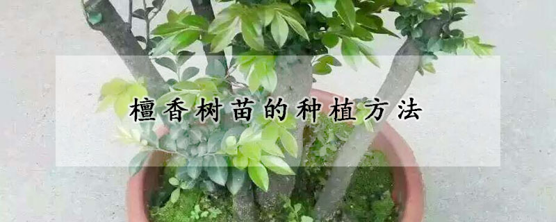 檀香樹苗的種植方法