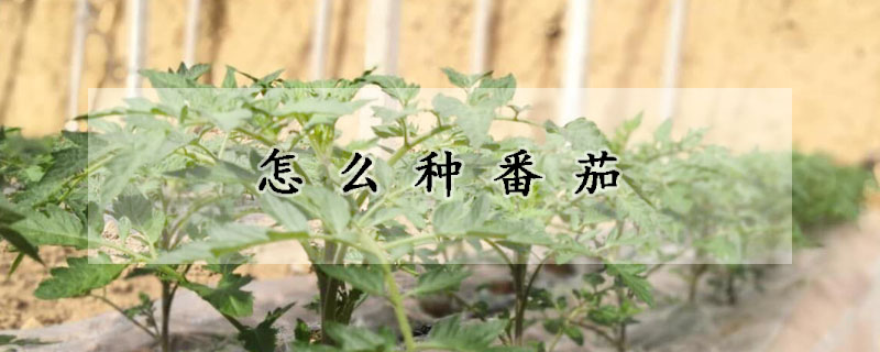 怎么種番茄