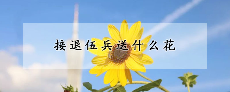 接退伍兵送什么花