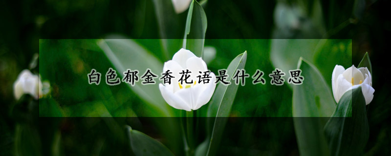 白色郁金香花語是什么意思