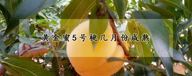 黃金蜜5號桃?guī)自路莩墒?></a></div>
                    </div>
                    <h3><a href=