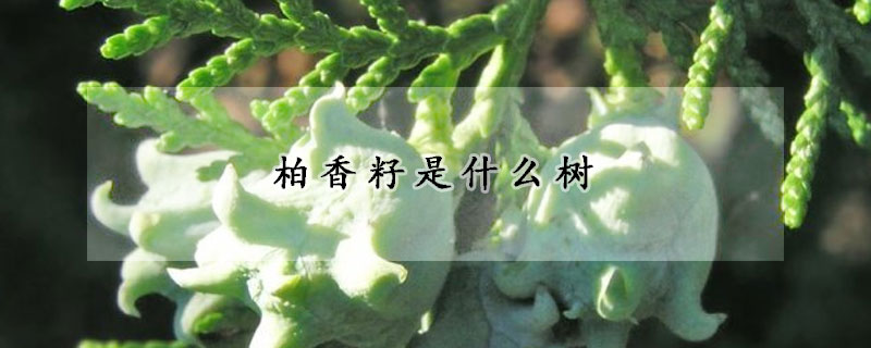 柏香籽是什么樹