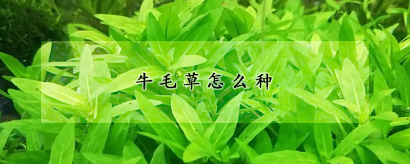 牛毛草怎么種