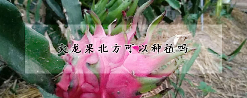 火龍果北方可以種植嗎