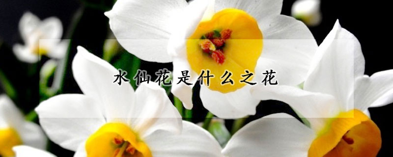 水仙花是什么之花