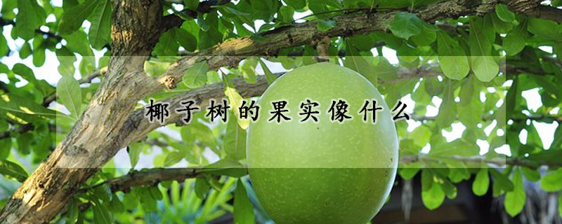 椰子樹(shù)的果實(shí)像什么