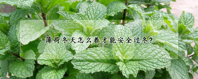 薄荷冬天怎么養(yǎng)才能安全過冬?