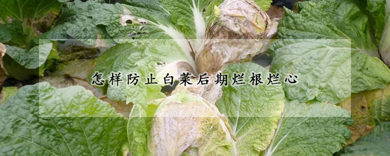 怎樣防止白菜后期爛根爛心