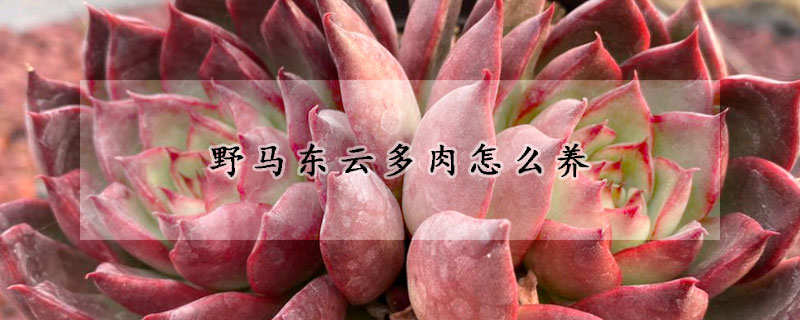 野馬東云多肉怎么養(yǎng)