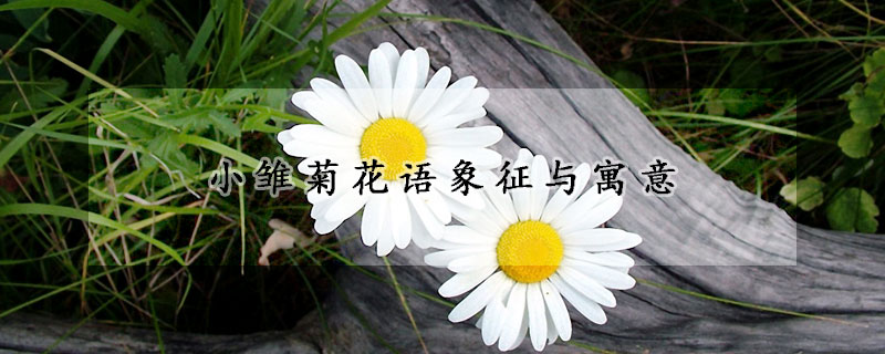 小雛菊花語象征與寓意