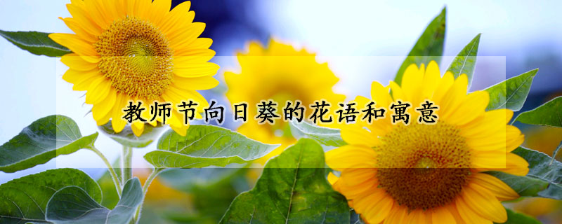 教師節(jié)向日葵的花語和寓意